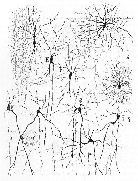 Figure 1 : « Texture of the Nervous System of Man and Vertebrates », Santiago Ramon Y Caja, 1898. Source: Wikipedia.